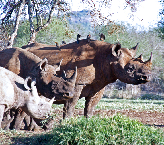 Mkomazi Black Rhino Sanctuary