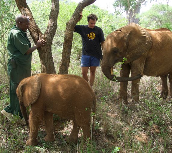 Mkomazi Elephants