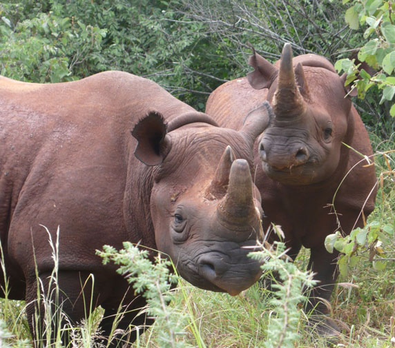 Mkomazi Rhino Sanctuary