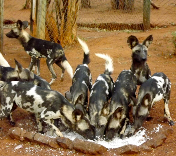 Mkomazi Wild dogs